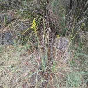 Bulbine glauca at Bullen Range - 21 Nov 2023