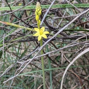 Bulbine glauca at Bullen Range - 21 Nov 2023