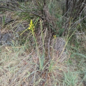 Bulbine glauca at Bullen Range - 21 Nov 2023 02:04 PM