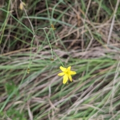 Tricoryne elatior (Yellow Rush Lily) at Bullen Range - 21 Nov 2023 by stofbrew