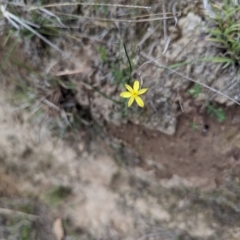 Tricoryne elatior at Bullen Range - 21 Nov 2023 03:27 PM