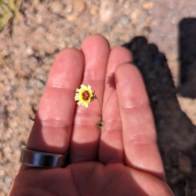 Tolpis barbata (Yellow Hawkweed) at Macarthur, ACT - 21 Nov 2023 by stofbrew