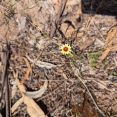 Tolpis barbata at Wanniassa Hill - 22 Nov 2023 10:04 AM