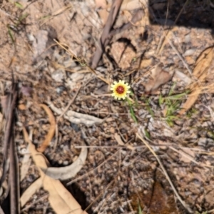 Tolpis barbata at Wanniassa Hill - 22 Nov 2023 10:04 AM