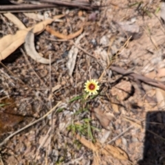 Tolpis barbata at Wanniassa Hill - 22 Nov 2023 10:04 AM