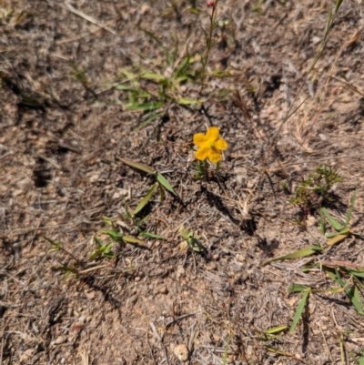 Hypericum gramineum (Small St Johns Wort) at Wanniassa Hill - 22 Nov 2023 by stofbrew