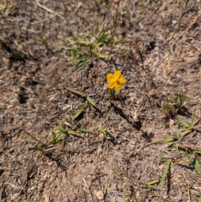 Hypericum gramineum (Small St Johns Wort) at Wanniassa Hill - 21 Nov 2023 by stofbrew