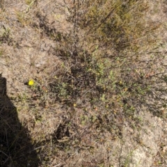 Hibbertia obtusifolia (Grey Guinea-flower) at Wanniassa Hill - 22 Nov 2023 by stofbrew