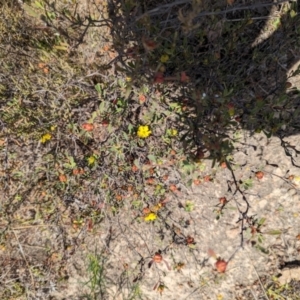 Hibbertia obtusifolia at Wanniassa Hill - 22 Nov 2023 10:22 AM