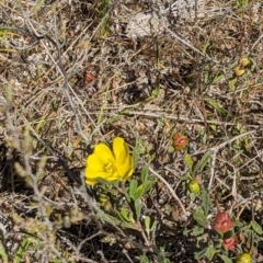 Hibbertia obtusifolia at Wanniassa Hill - 22 Nov 2023 10:22 AM