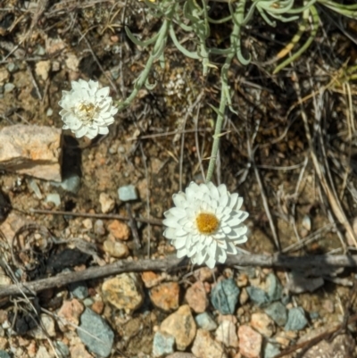 Leucochrysum albicans (Hoary Sunray) at Wanniassa Hill - 22 Nov 2023 by stofbrew