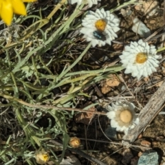 Leucochrysum albicans at Wanniassa Hill - 22 Nov 2023 10:29 AM