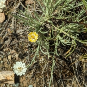 Leucochrysum albicans at Wanniassa Hill - 22 Nov 2023