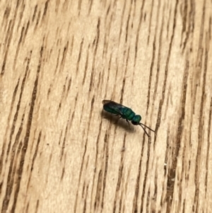 Chrysididae (family) at Aranda, ACT - 22 Nov 2023