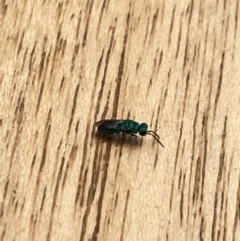 Chrysididae (family) at Aranda, ACT - 22 Nov 2023 11:03 AM