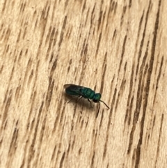 Chrysididae (family) at Aranda, ACT - 22 Nov 2023