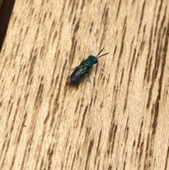 Chrysididae (family) at Aranda, ACT - 22 Nov 2023