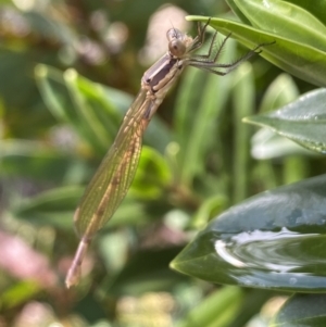 Austrolestes sp. (genus) at Aranda, ACT - 22 Nov 2023 10:44 AM