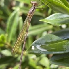 Austrolestes sp. (genus) at Aranda, ACT - 22 Nov 2023