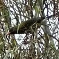 Oriolus sagittatus (Olive-backed Oriole) at Kangaroo Valley, NSW - 21 Nov 2023 by lbradley