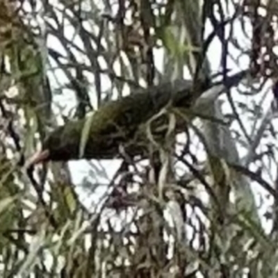 Oriolus sagittatus (Olive-backed Oriole) at Kangaroo Valley, NSW - 21 Nov 2023 by lbradley