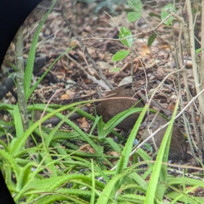 Gallirallus sylvestris (Lord Howe Woodhen) at Lord Howe Island - 17 Oct 2023 by Darcy