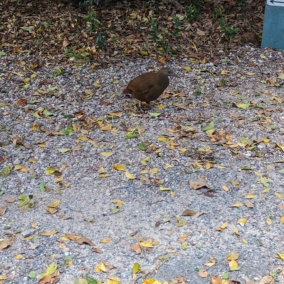 Hypotaenidia sylvestris (Lord Howe Woodhen) at Lord Howe Island - 18 Oct 2023 by Darcy