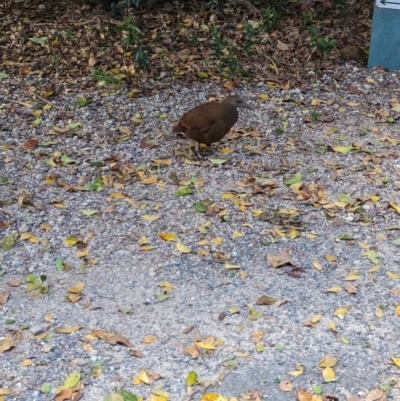 Gallirallus sylvestris (Lord Howe Woodhen) at Lord Howe Island - 17 Oct 2023 by Darcy