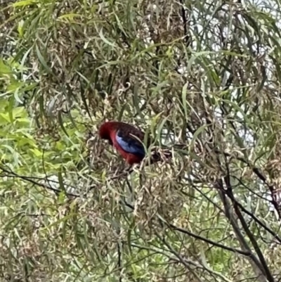 Platycercus elegans (Crimson Rosella) at Kangaroo Valley, NSW - 21 Nov 2023 by lbradleyKV