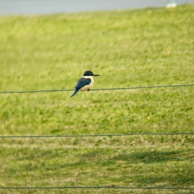 Todiramphus sanctus (Sacred Kingfisher) at Lord Howe Island - 17 Oct 2023 by Darcy