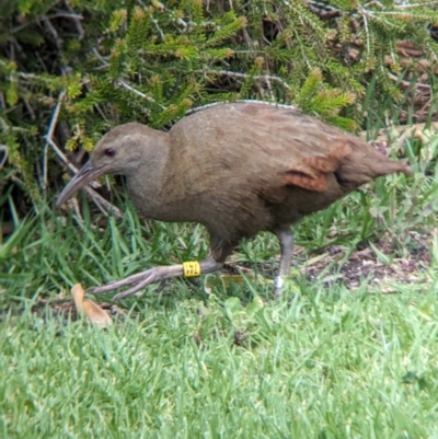 Gallirallus sylvestris (Lord Howe Woodhen) at Lord Howe Island - 17 Oct 2023 by Darcy