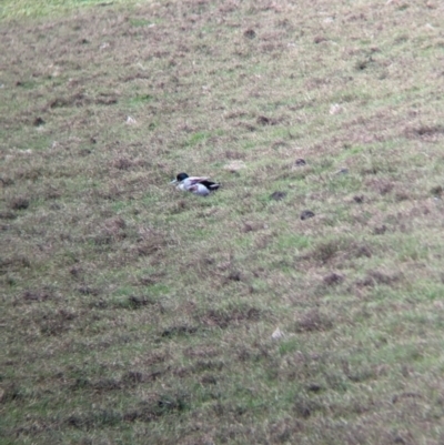 Anas platyrhynchos (Mallard (Domestic Type)) at Lord Howe Island - 18 Oct 2023 by Darcy