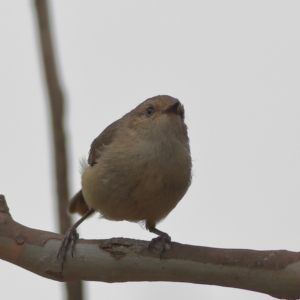 Acanthiza reguloides at Dunlop Grasslands - 21 Nov 2023