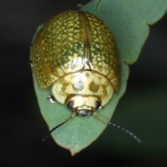 Paropsisterna cloelia at Mount Ainslie - 30 Dec 2022