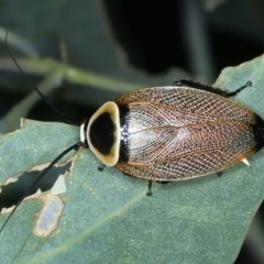 Ellipsidion australe at Mount Ainslie - 30 Dec 2022