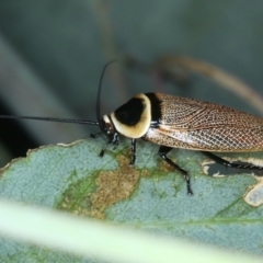 Ellipsidion australe at Mount Ainslie - 30 Dec 2022 05:09 PM