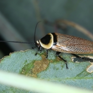 Ellipsidion australe at Mount Ainslie - 30 Dec 2022