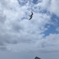 Onychoprion fuscatus (Sooty Tern) at Lord Howe Island Permanent Park - 18 Oct 2023 by Darcy
