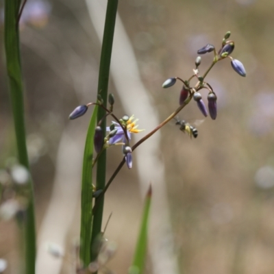 Lasioglossum (Chilalictus) sp. (genus & subgenus) (Halictid bee) at Lyons, ACT - 21 Nov 2023 by ran452