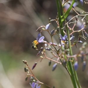 Lasioglossum (Chilalictus) sp. (genus & subgenus) at Lyons, ACT - 22 Nov 2023