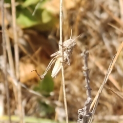 Gastrimargus musicus (Yellow-winged Locust or Grasshopper) at Franklin Grassland (FRA_5) - 21 Nov 2023 by Nepenthe