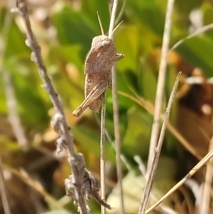 Gastrimargus musicus at Franklin Grassland (FRA_5) - 22 Nov 2023 10:58 AM