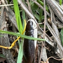 Methana parva (Spined Methana Cockroach) at Kangaroo Valley, NSW - 22 Nov 2023 by lbradley