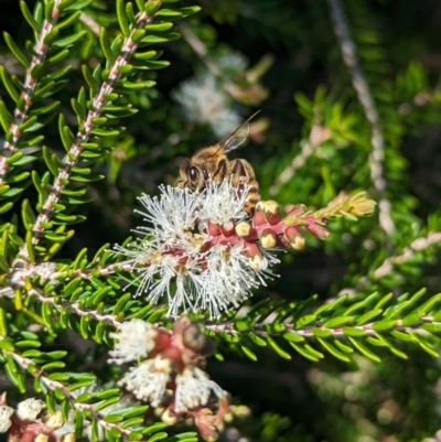 Apis mellifera at Lord Howe Island, NSW - 16 Oct 2023 by Darcy