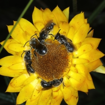 Lasioglossum (Chilalictus) lanarium (Halictid bee) at Mount Ainslie - 30 Dec 2022 by jb2602