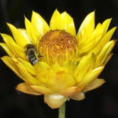 Lasioglossum (Chilalictus) lanarium at Mount Ainslie - 30 Dec 2022