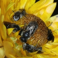 Lasioglossum (Chilalictus) lanarium at Mount Ainslie - 30 Dec 2022