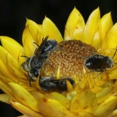 Lasioglossum (Chilalictus) lanarium at Mount Ainslie - 30 Dec 2022