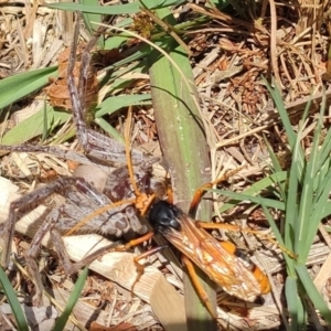 Cryptocheilus bicolor at Lake Ginninderra - 22 Nov 2023