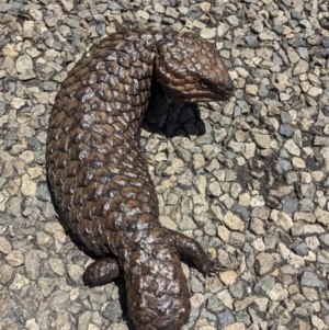 Tiliqua rugosa at Bookham, NSW - 22 Nov 2023